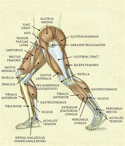The extensor hallucis longus lies lateral to the tibialis anterior muscle and is partially covered by it. . Leg muscle of a mathlete